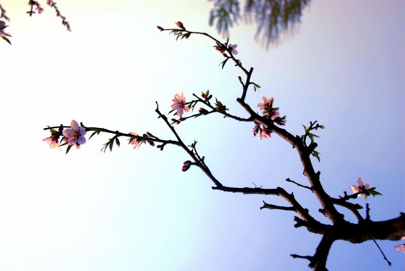 花恋