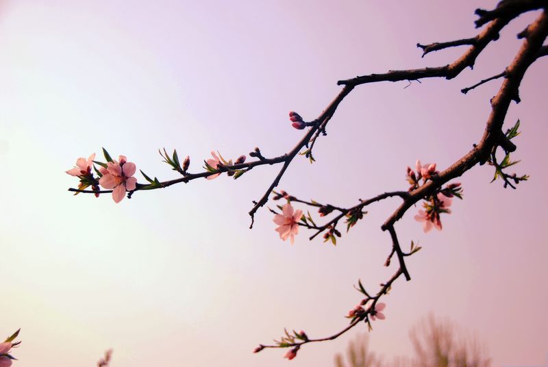 花恋