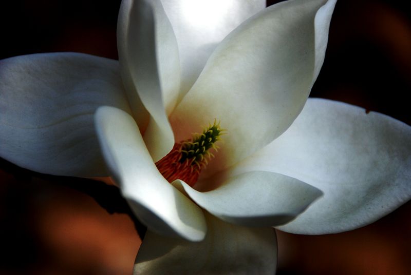 花恋