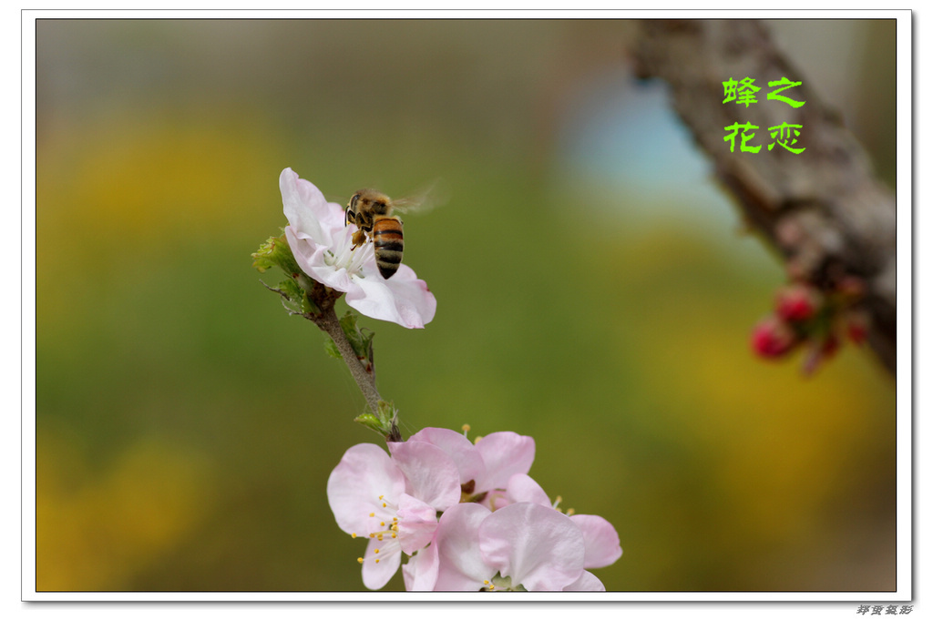 蜂花之恋