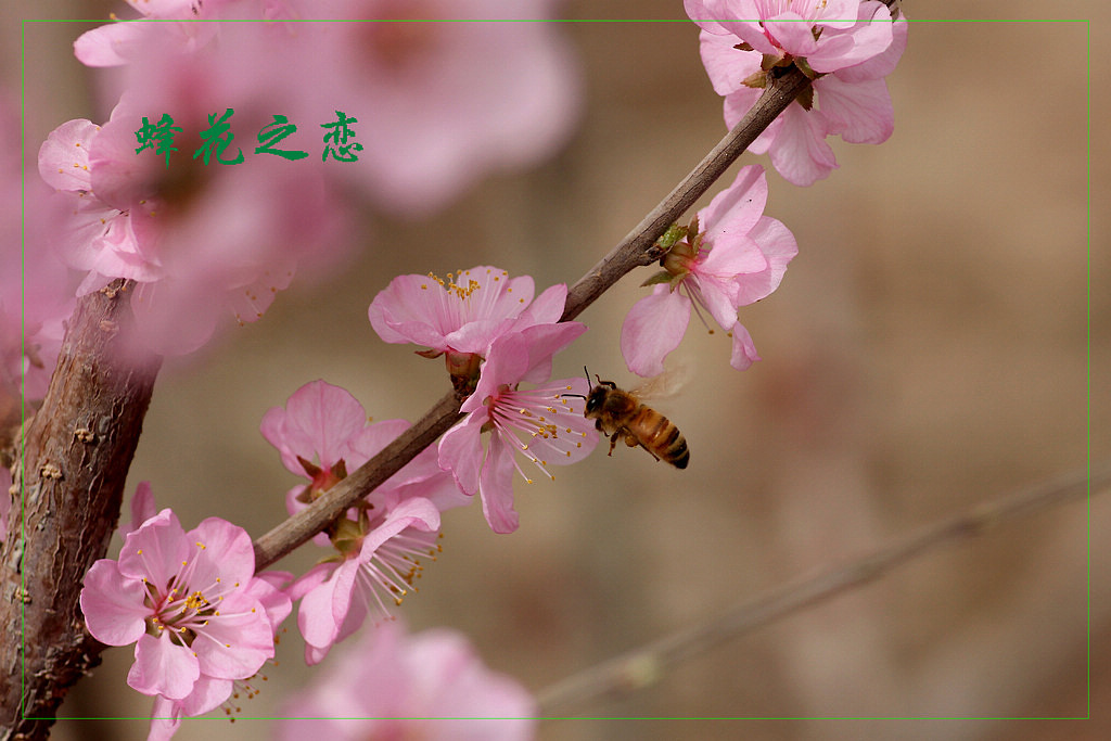蜂花之恋