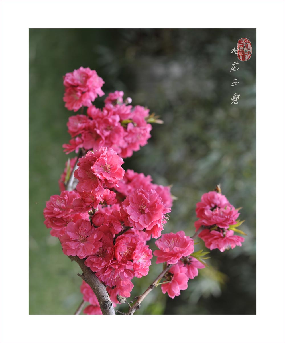 梅兰竹菊花卉帖