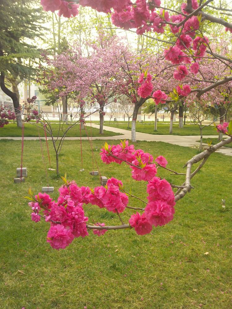 梅兰竹菊花卉帖