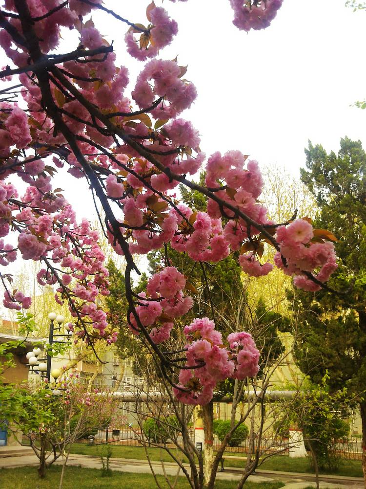 梅兰竹菊花卉帖