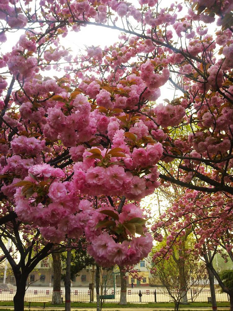梅兰竹菊花卉帖