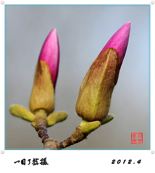 春之舞曲——争芳斗艳