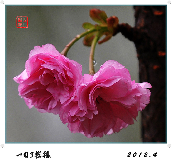 春之舞曲——争芳斗艳
