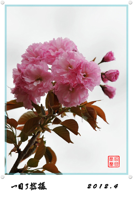 春之舞曲——争芳斗艳