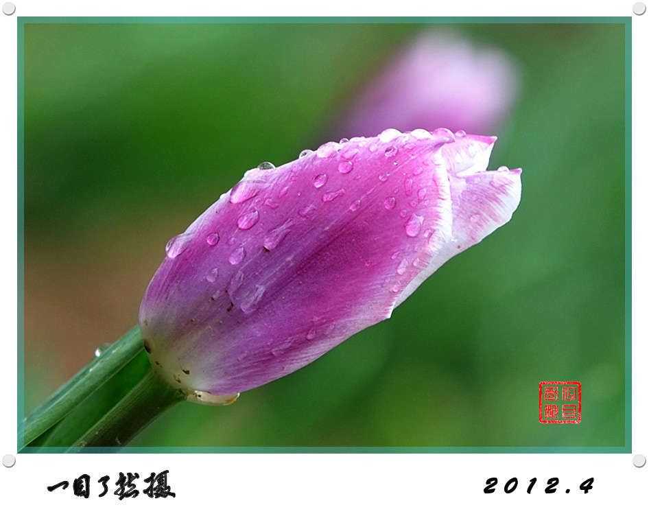 春之舞曲——争芳斗艳