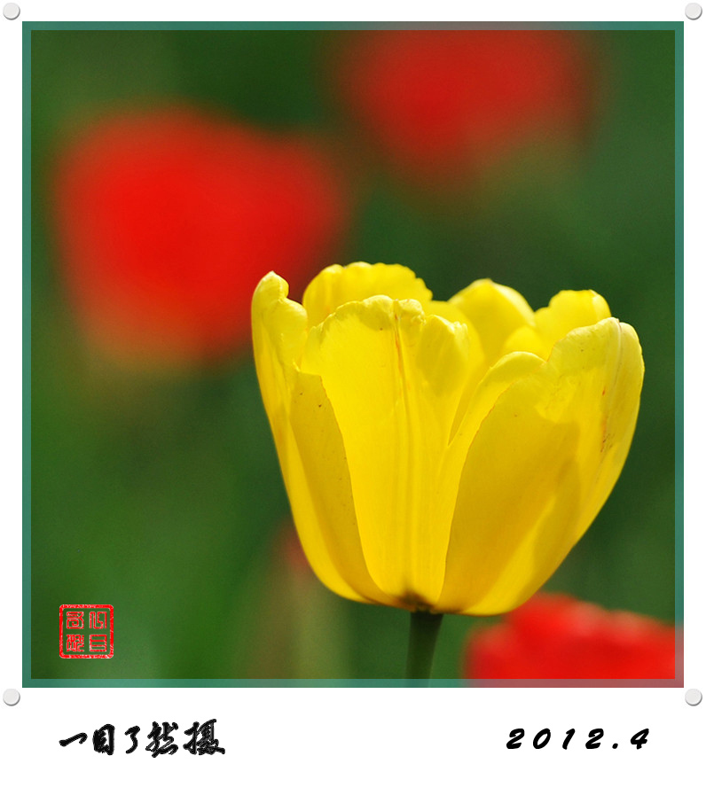 春之舞曲——争芳斗艳