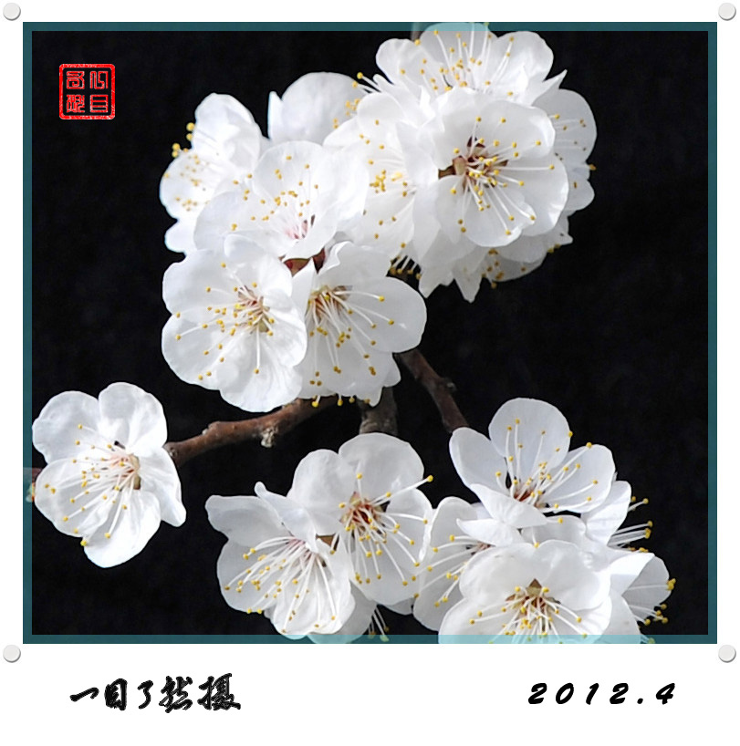 春之舞曲——争芳斗艳