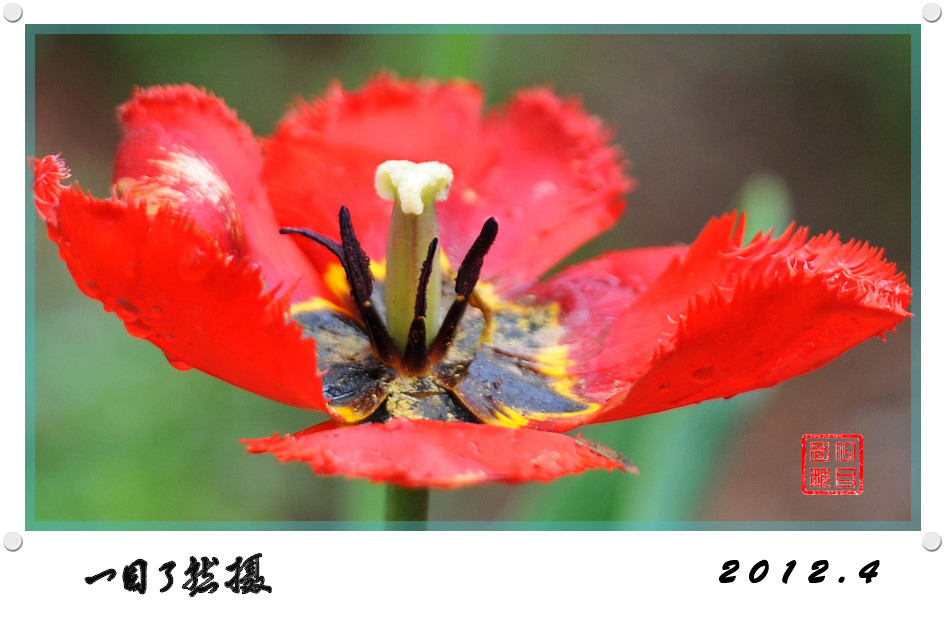 春之舞曲——争芳斗艳