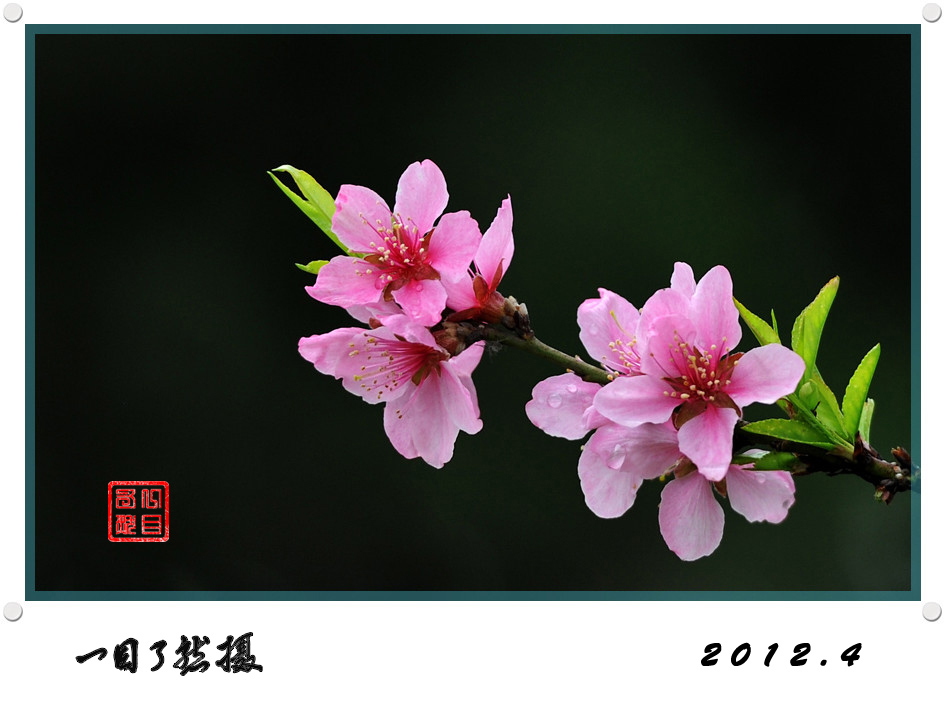 春之舞曲——争芳斗艳