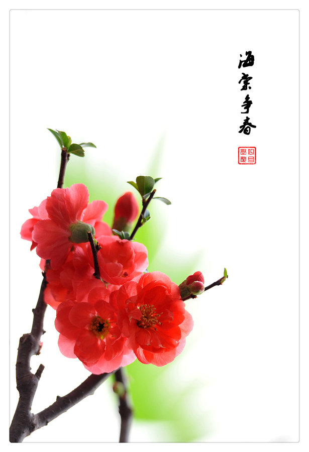 春之舞曲——争芳斗艳