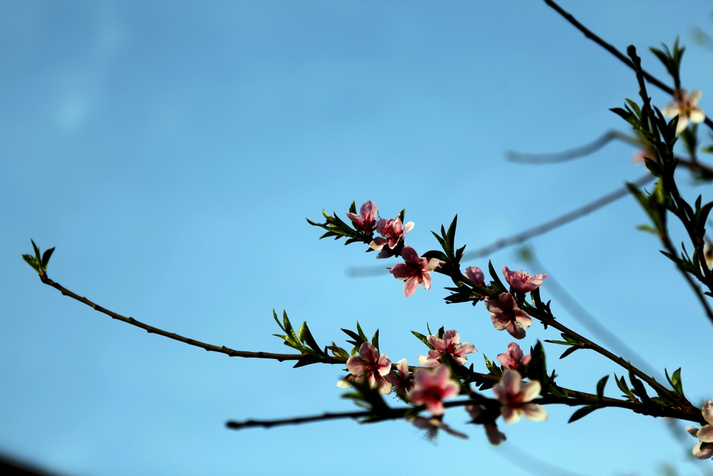 花一组