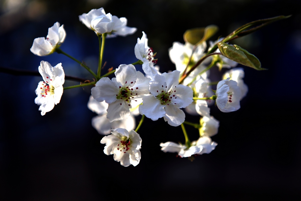 花一组