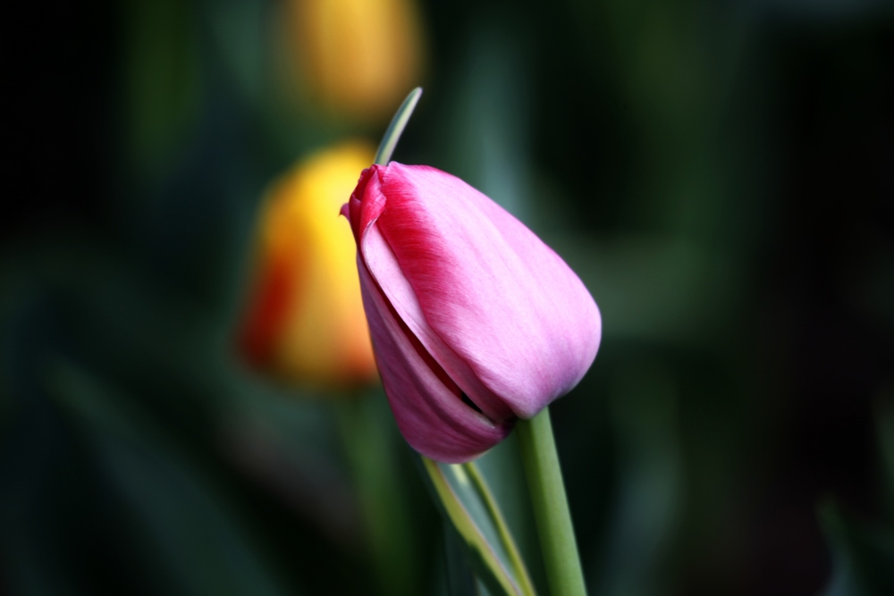 花一组