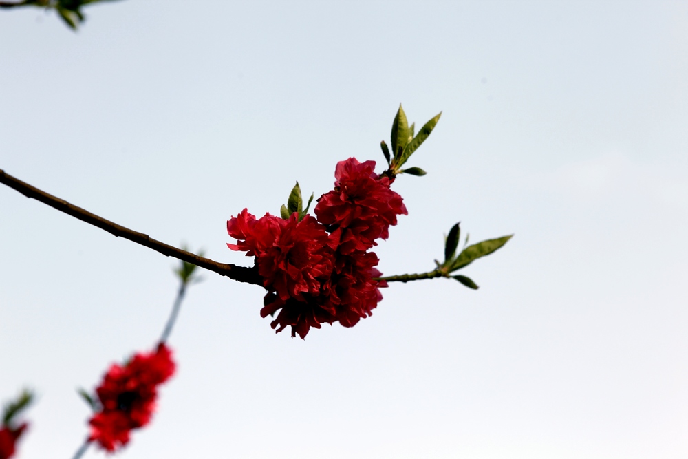 花一组