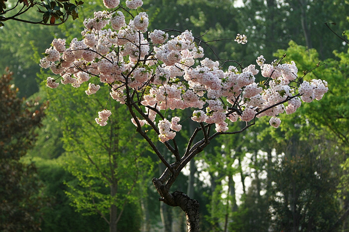 春天里