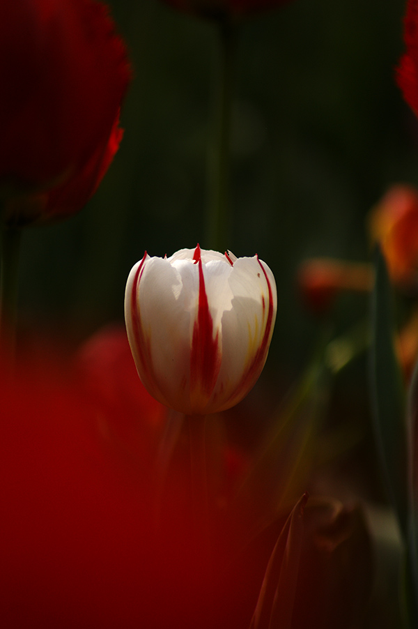 4月15日戚城