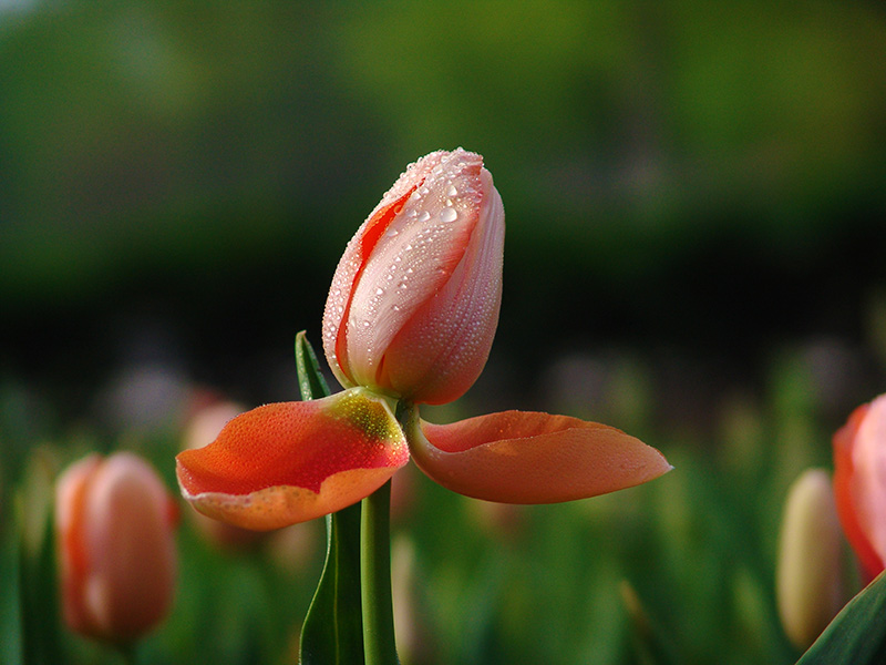 4月15日戚城