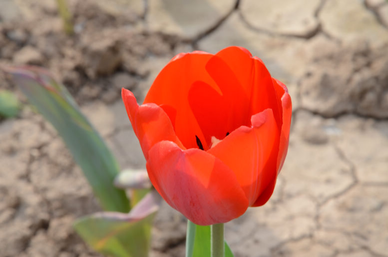 花朵