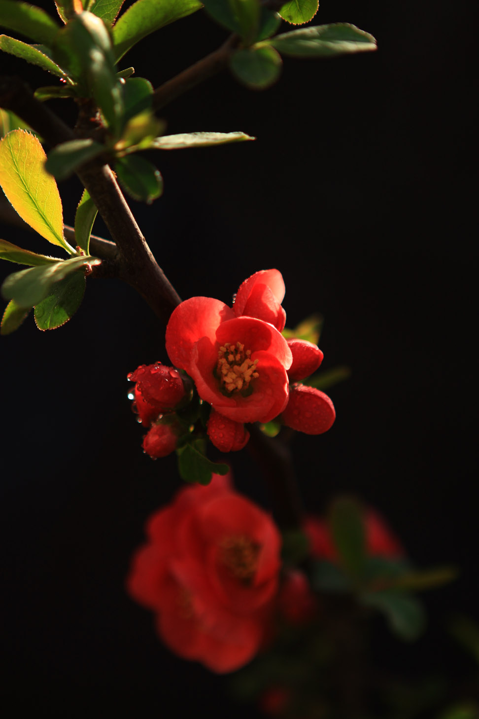 红梅花儿开