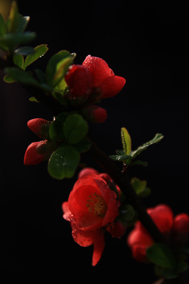红梅花儿开