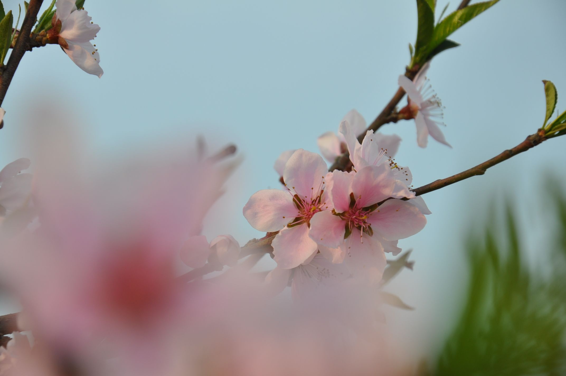 苏北路桃花