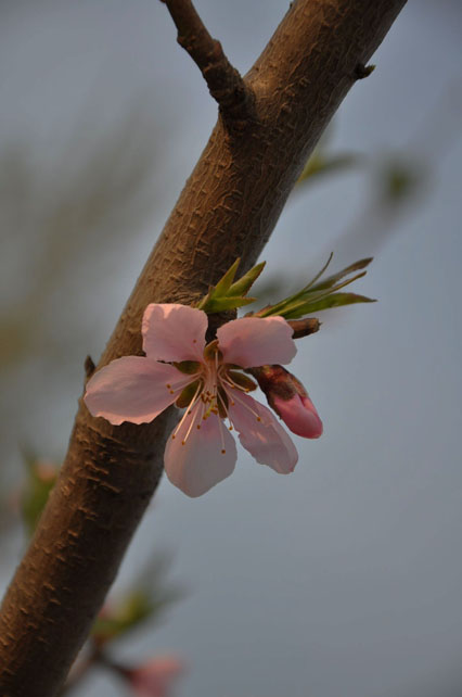 苏北路桃花