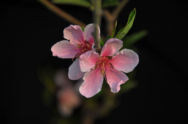 苏北路桃花