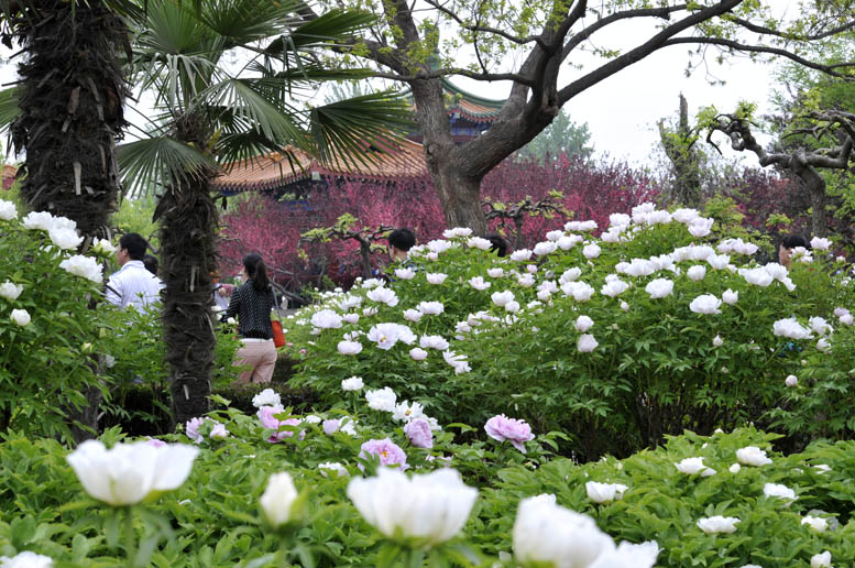 花开时节看花都
