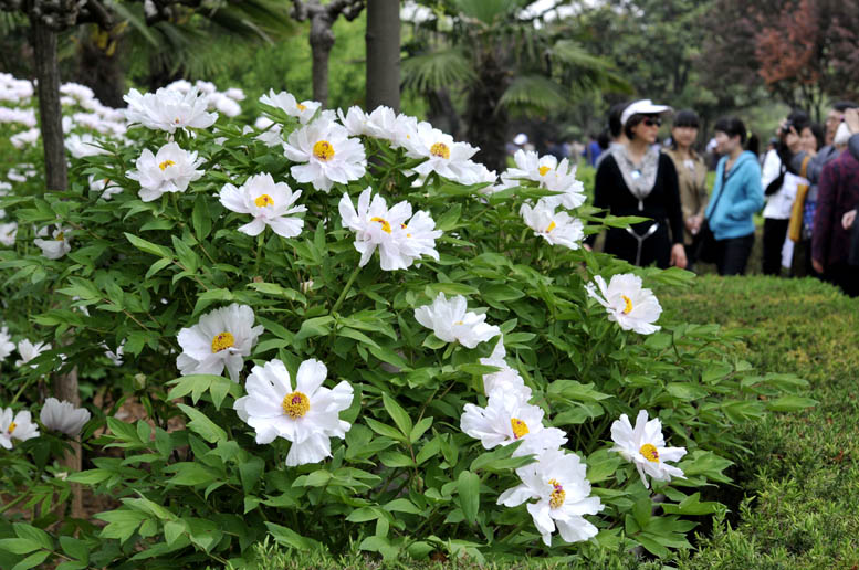 花开时节看花都