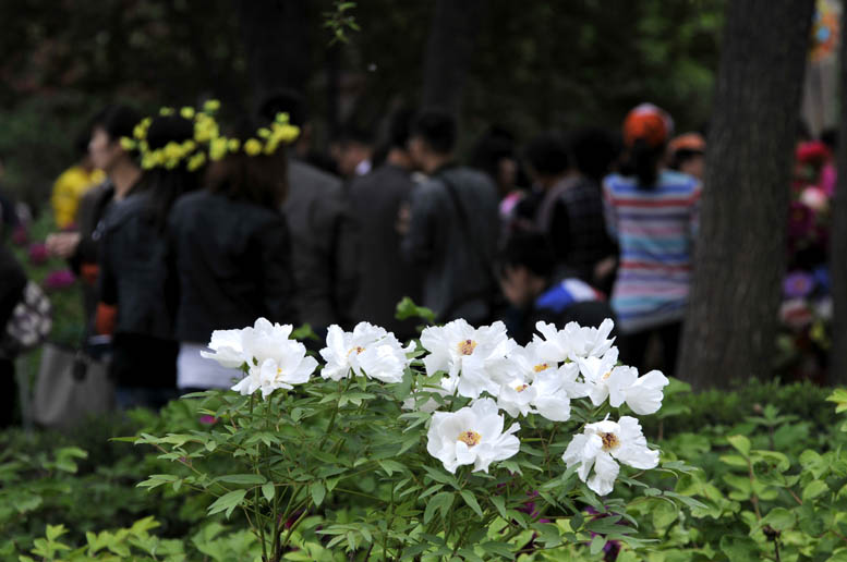 花开时节看花都