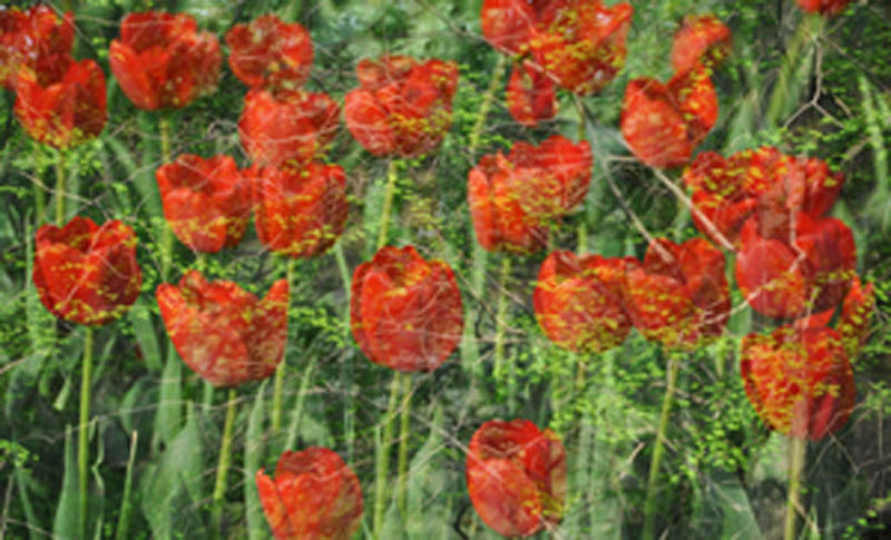 周末★★戚城★★踏青★★赏花