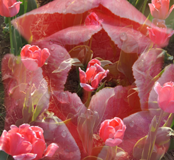 周末★★戚城★★踏青★★赏花