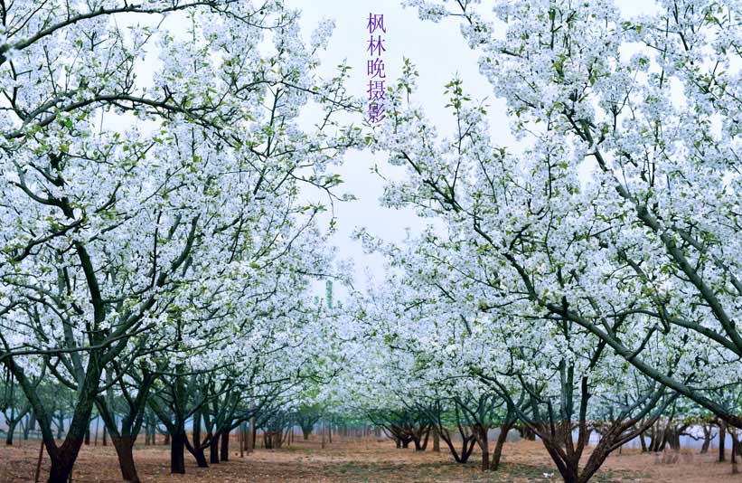 3月花香飘廊坊