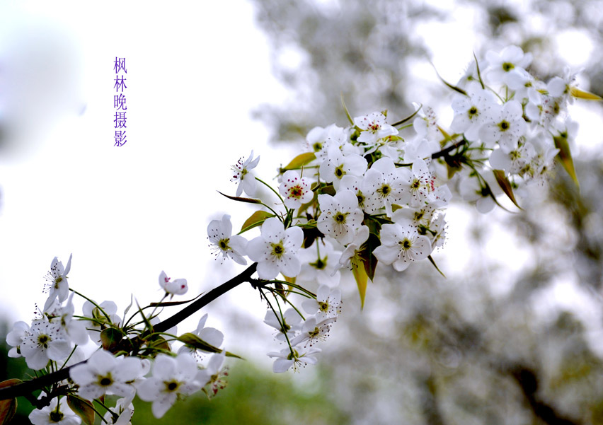 3月花香飘廊坊