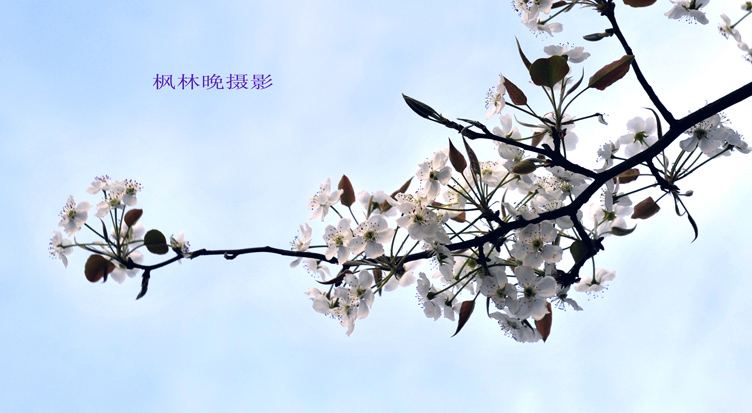 3月花香飘廊坊