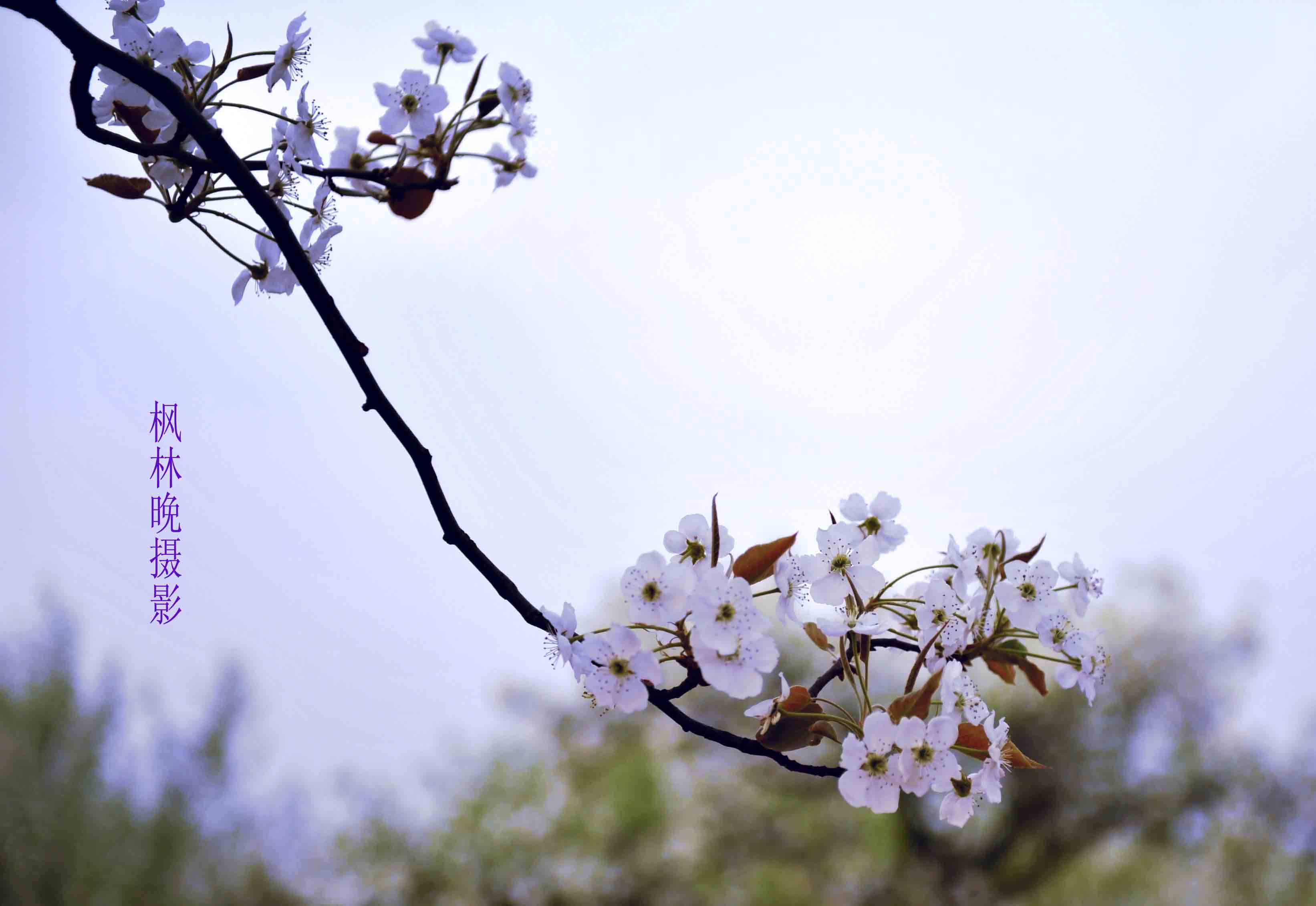 3月花香飘廊坊