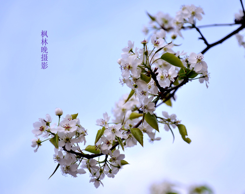 3月花香飘廊坊