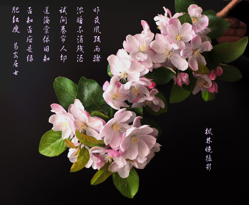 3月花香飘廊坊