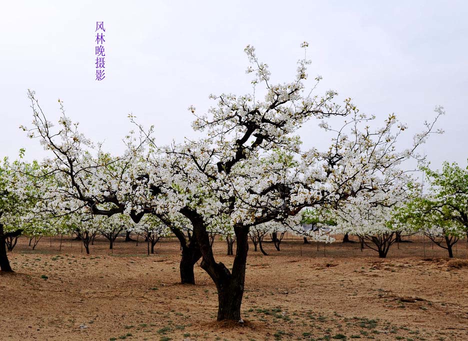3月花香飘廊坊