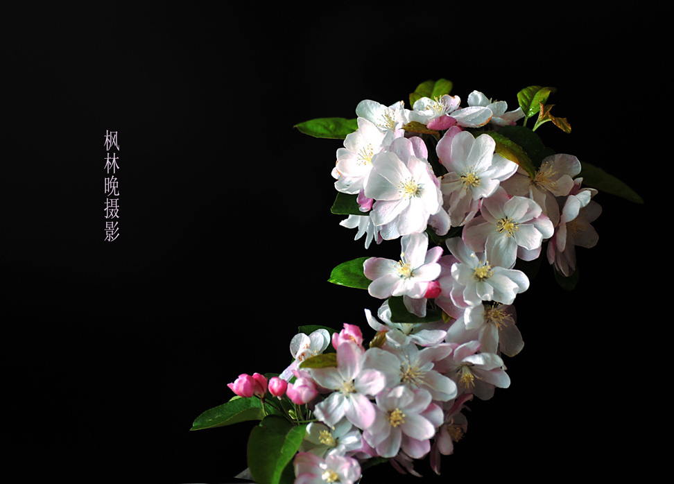 3月花香飘廊坊