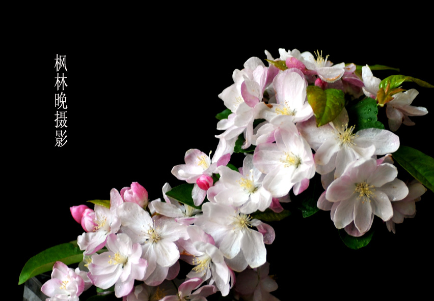 3月花香飘廊坊