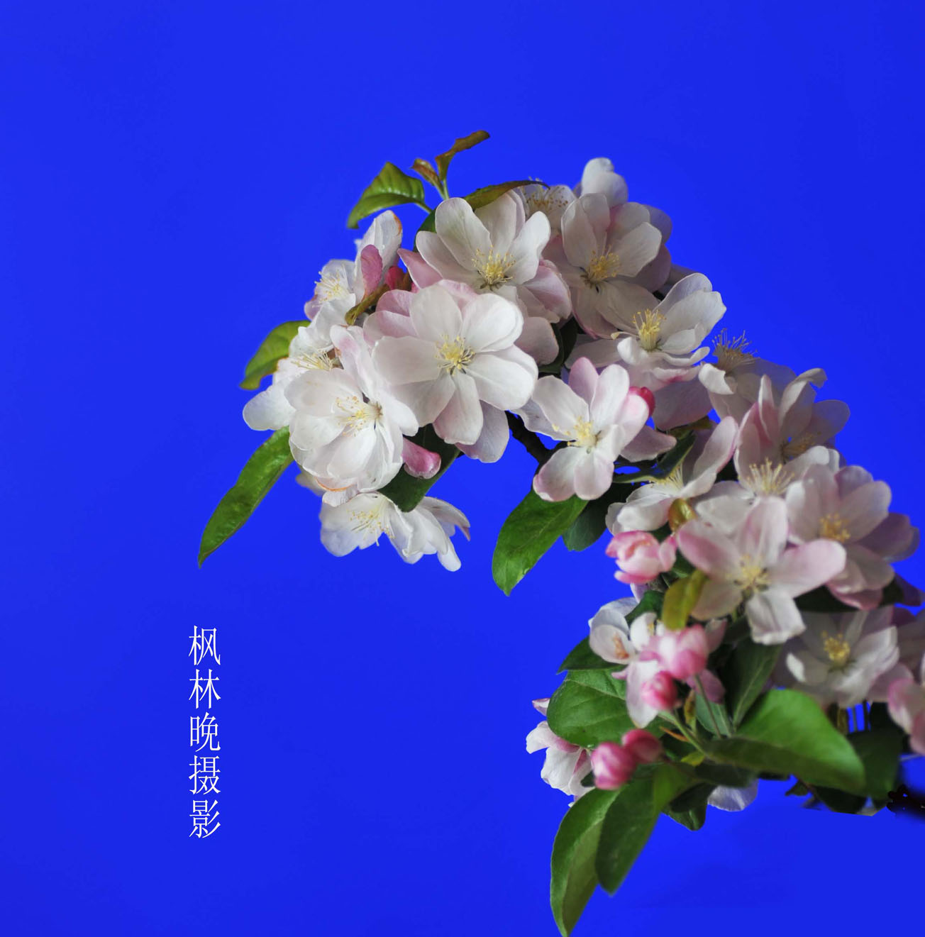 3月花香飘廊坊
