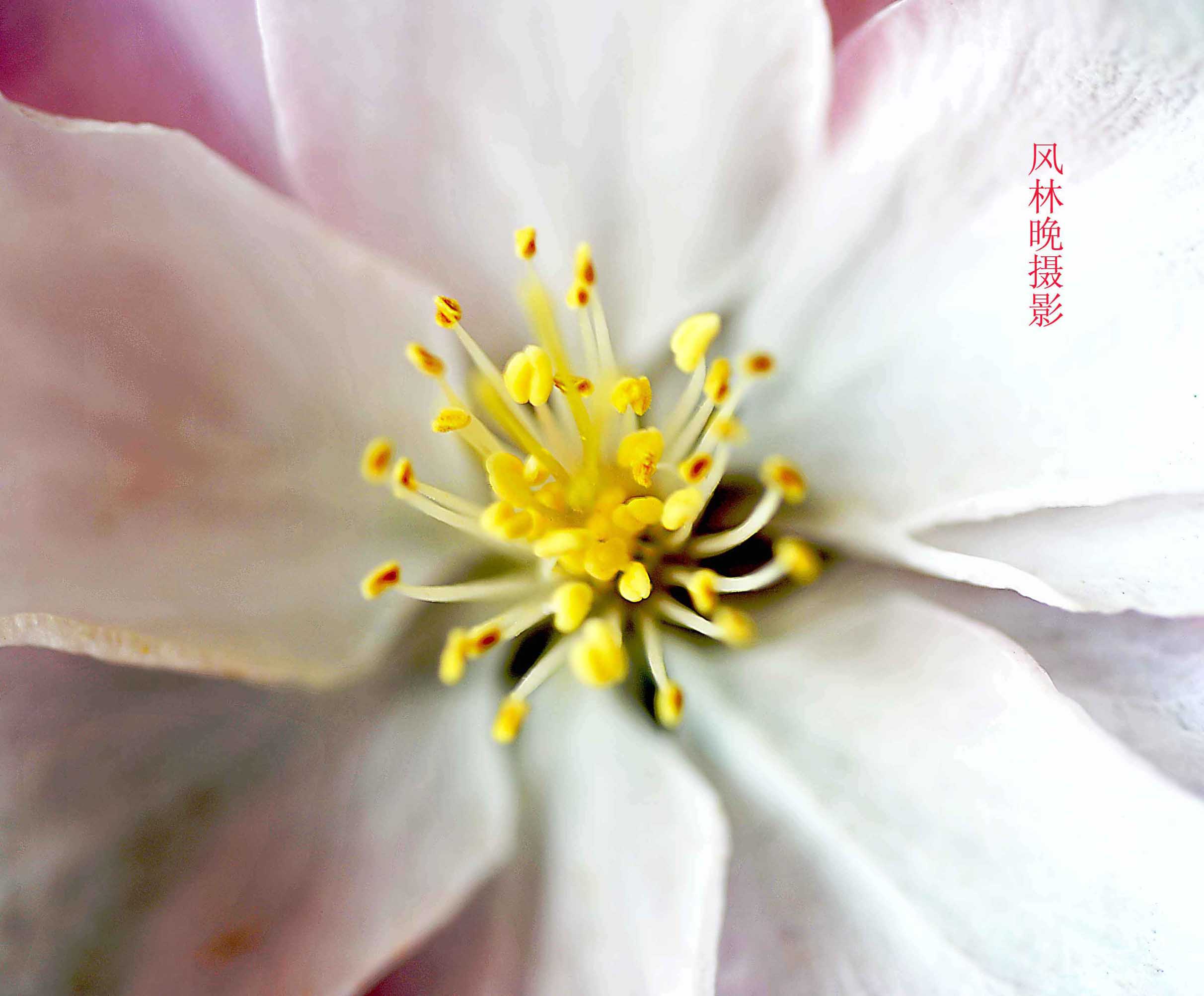 3月花香飘廊坊