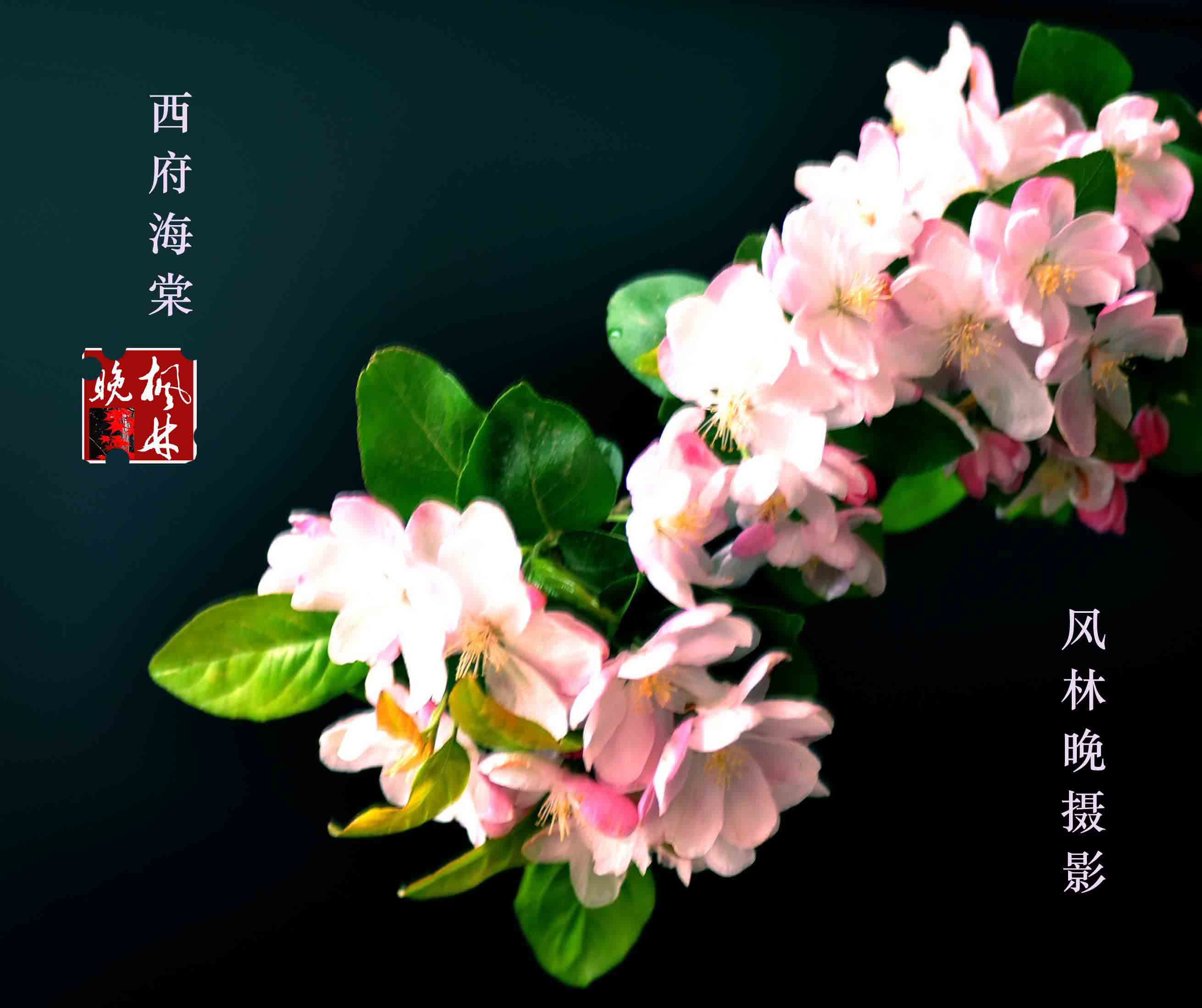3月花香飘廊坊