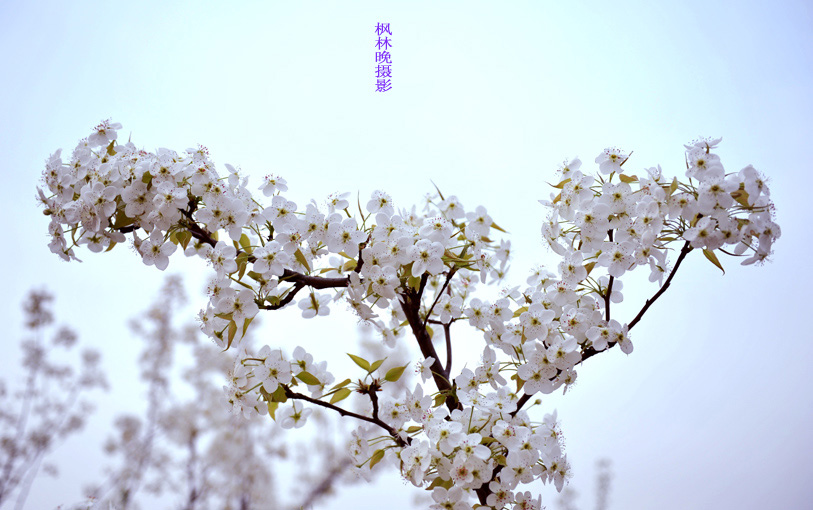 梨花赋