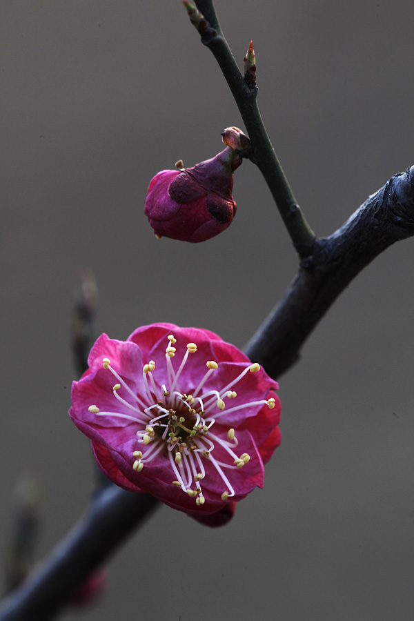 那时花开（不断添加中）
